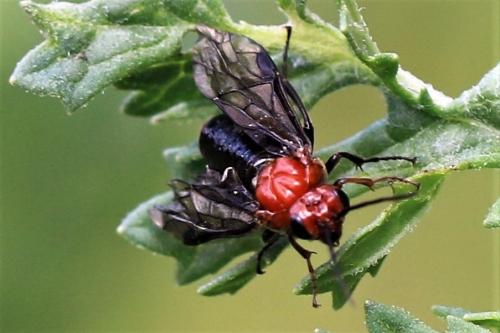 Hemichroa australis